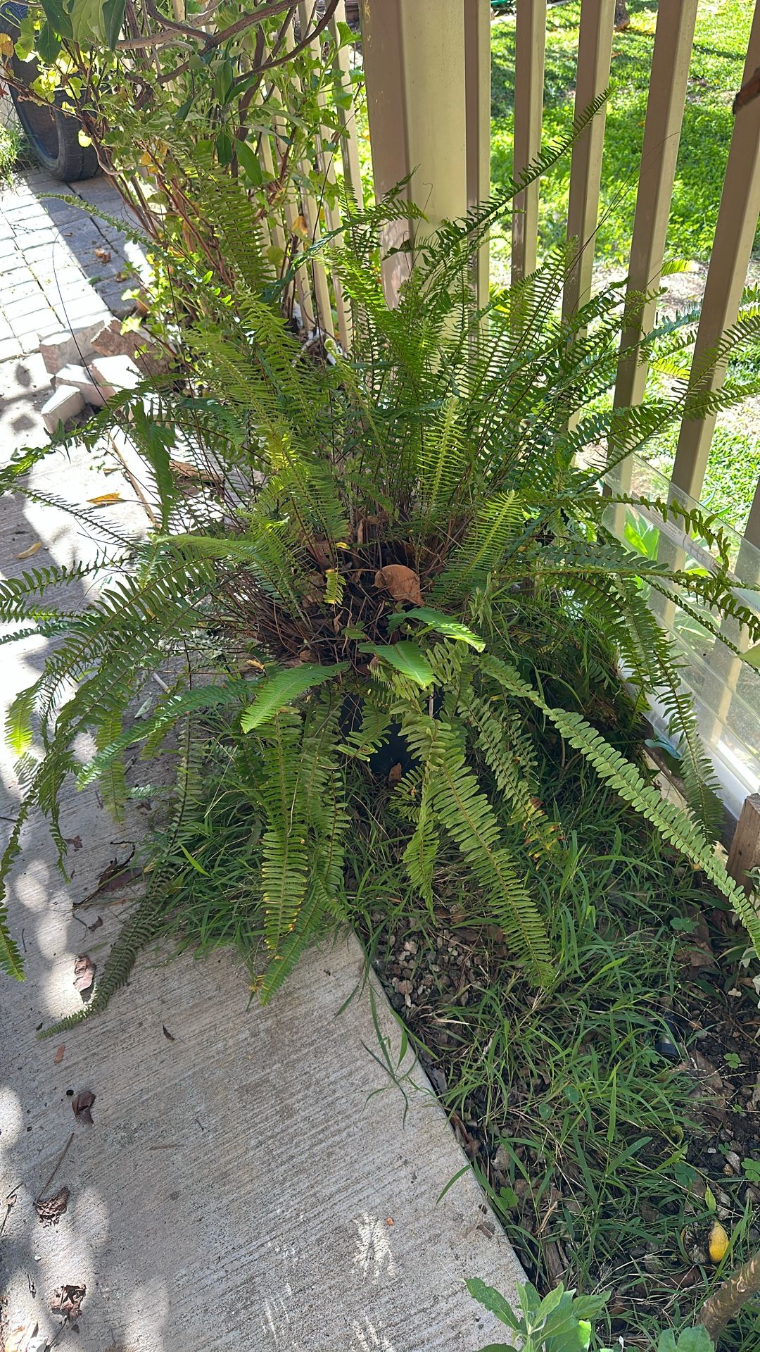 Plant fern