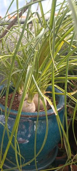 Elefante Food Plants.