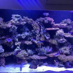 Custom Aquariums And Equipment Available 