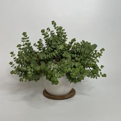 Crassula Baby Necklace Succulent 8” in Decorative Plastic Pot 