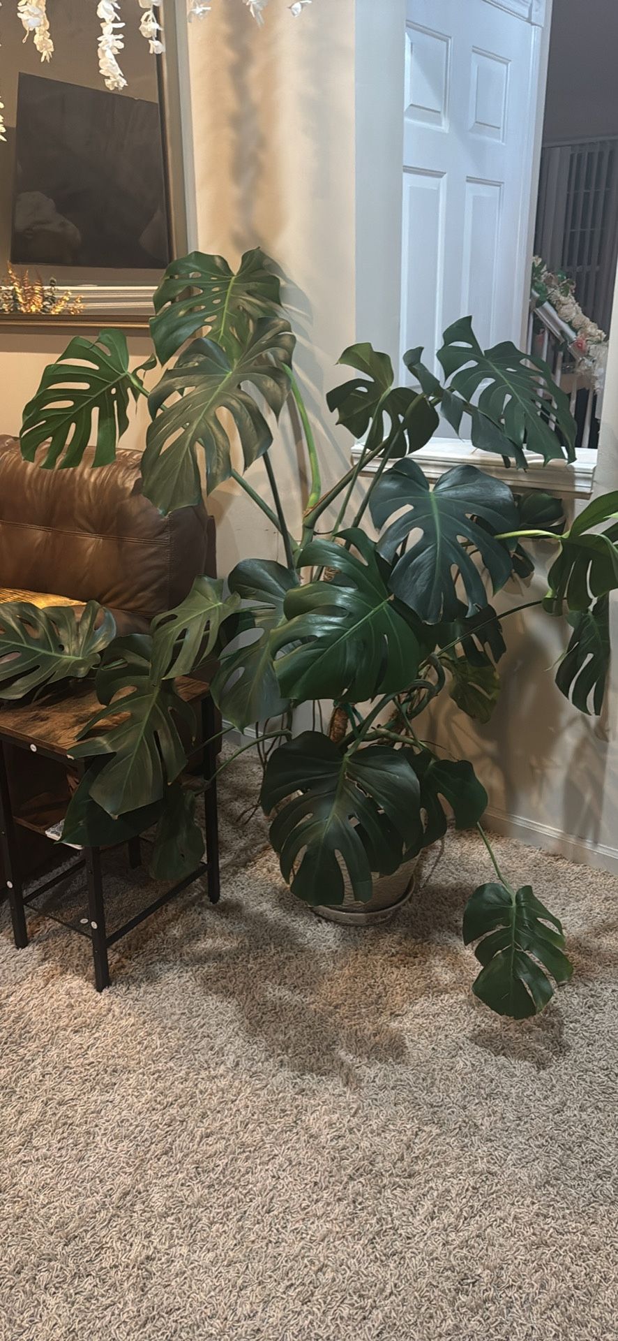 Large Monstera Plant 