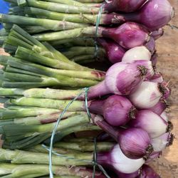 Cebolla 🧅 Roja Orgánica $7 Manojo 