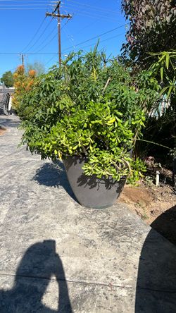 Plants