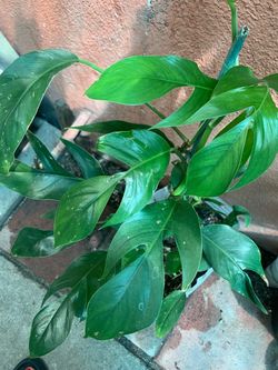 Baltic Blue Pothos