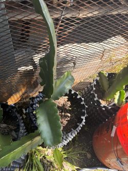 Dragon Fruit Plant