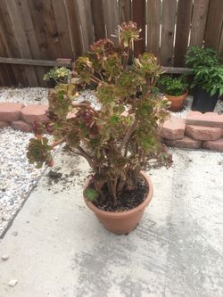 Plant