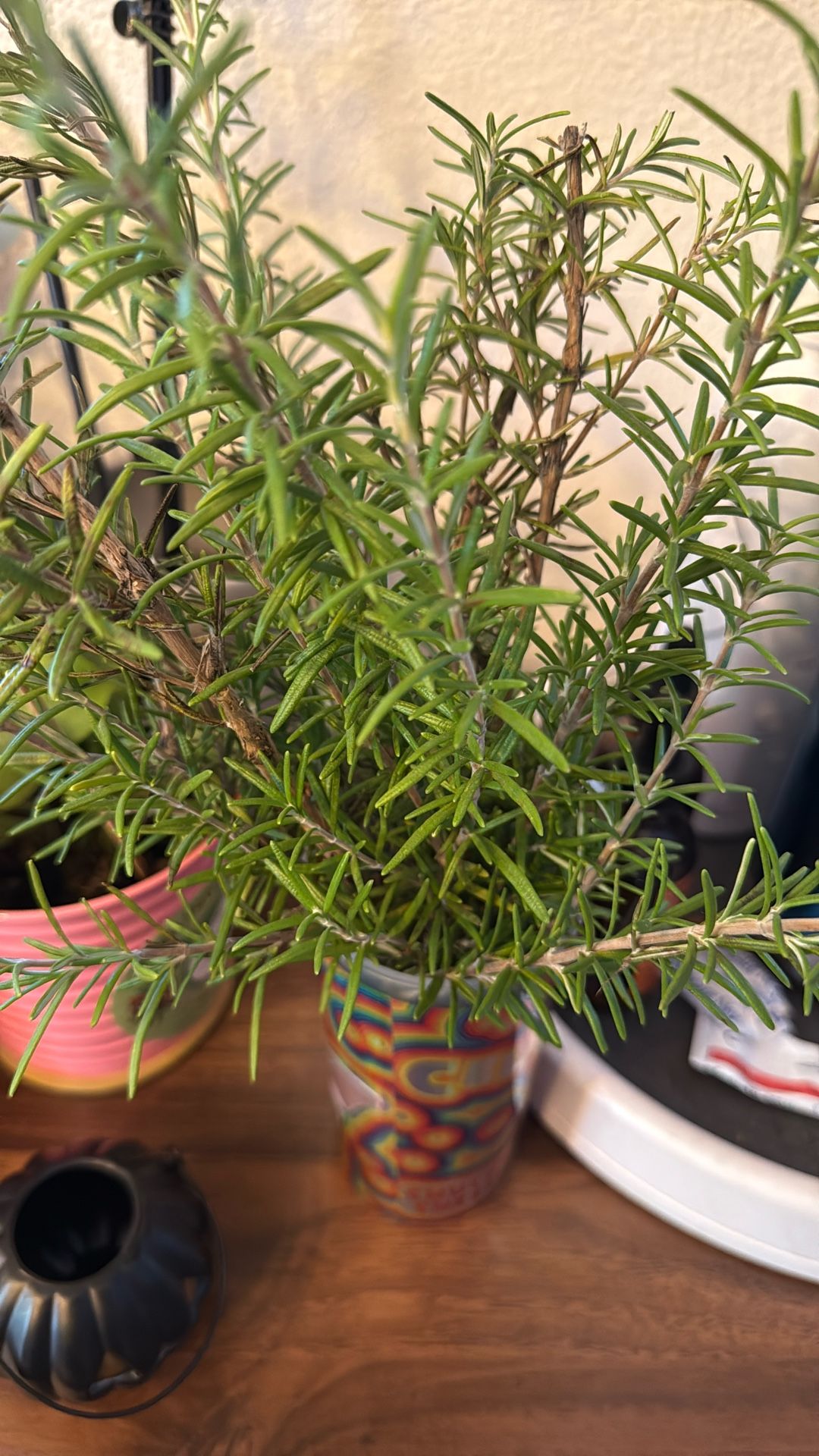 Rosemary