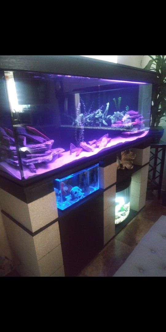 Beautiful 90 Gallon Long Tank 