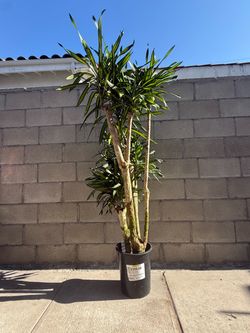 Dracaena 5ft 10in.
