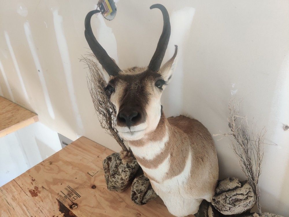 Taxidermy Pronghorn Antelope