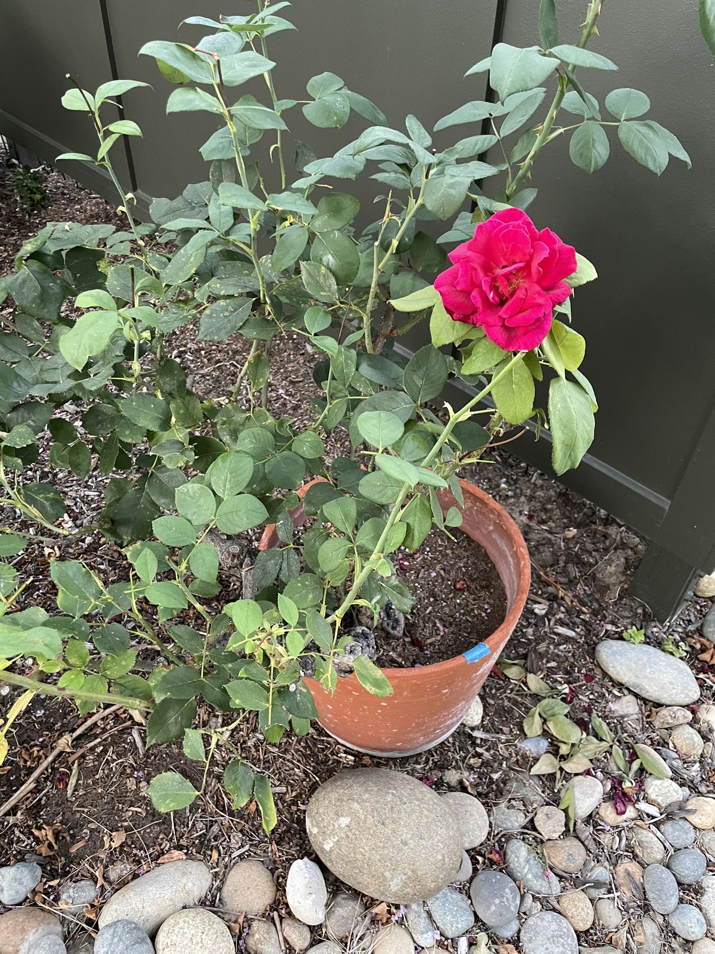 Mature Rose Bushes Plants Large Heavy Pots Flowers