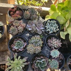 Beautiful Succulents