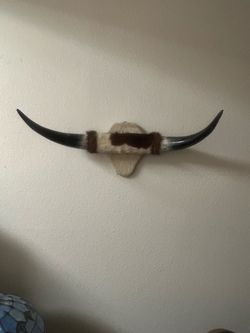 Cattle Horns
