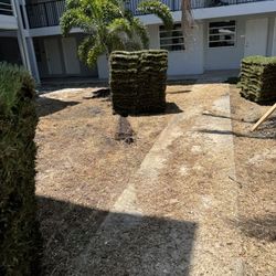 Palmetto Sod 