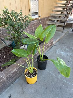Plantas Oregas De Elefante