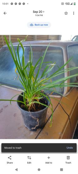 Tulbagia morada 1g