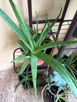 Large Aloe Vera Plant in Terracotta Pot