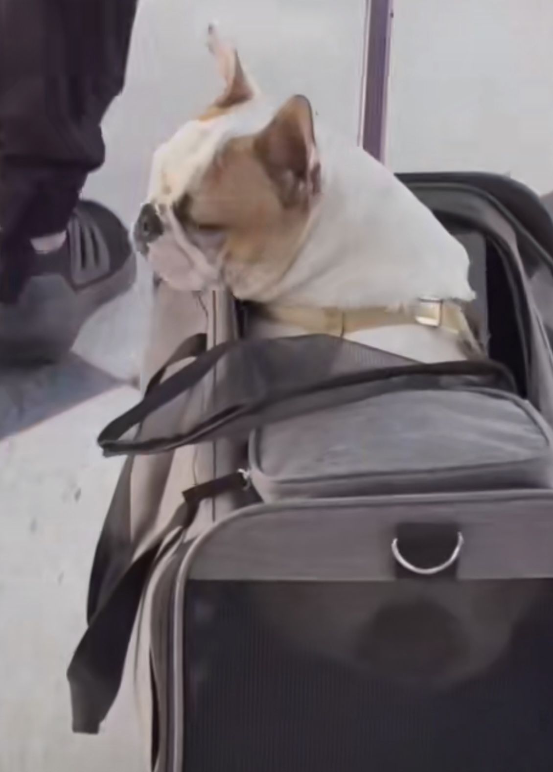 Pet Carrier With Wheels Grey And Pink For Cats Or Small Dogs