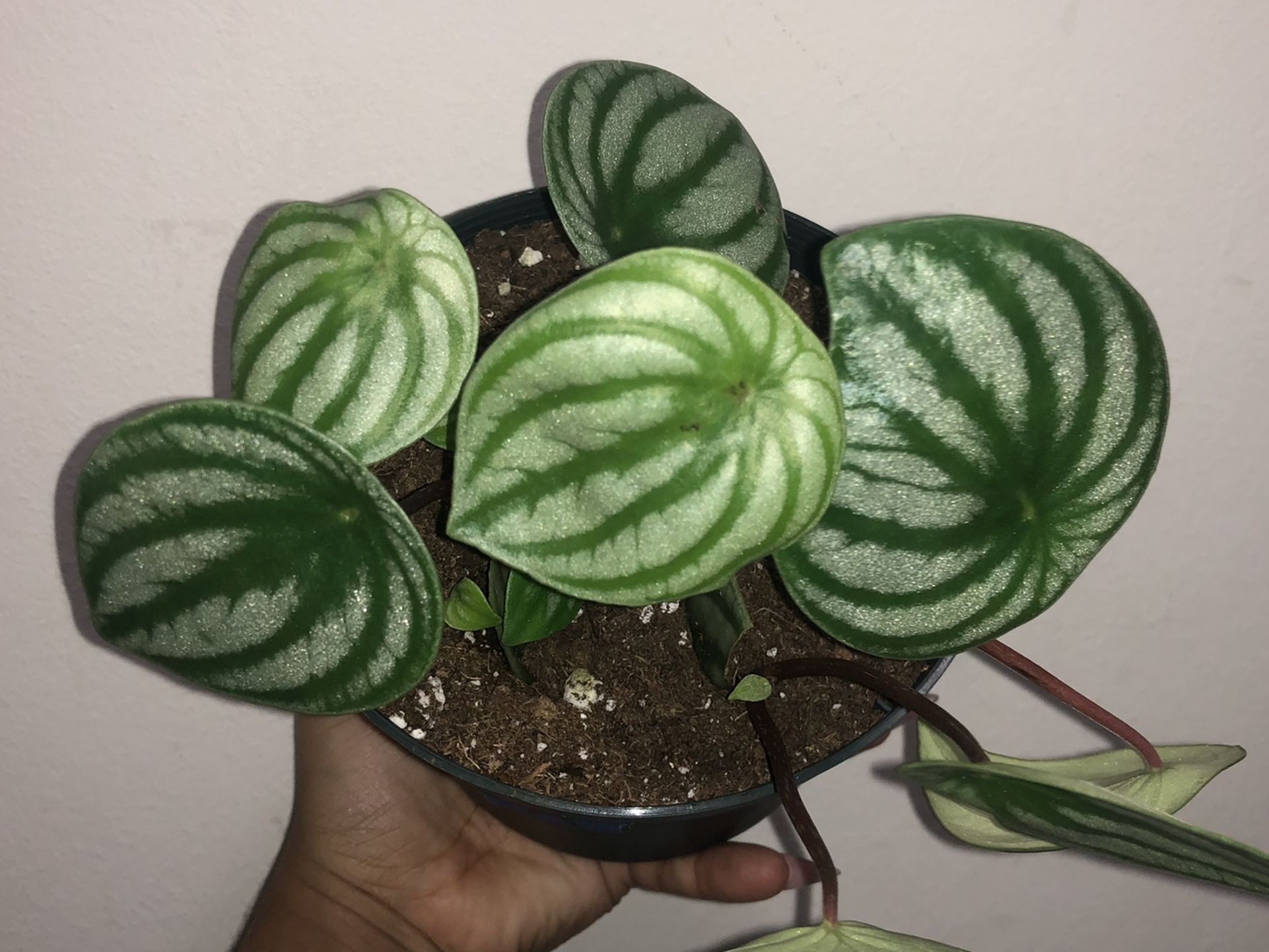 Watermelon Peperomia