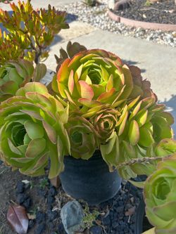 Succulent plant