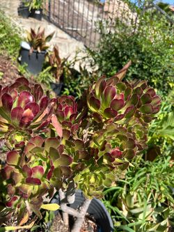 Succulent plant