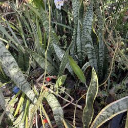 Snake Plants And Indoor Outdoor Plant