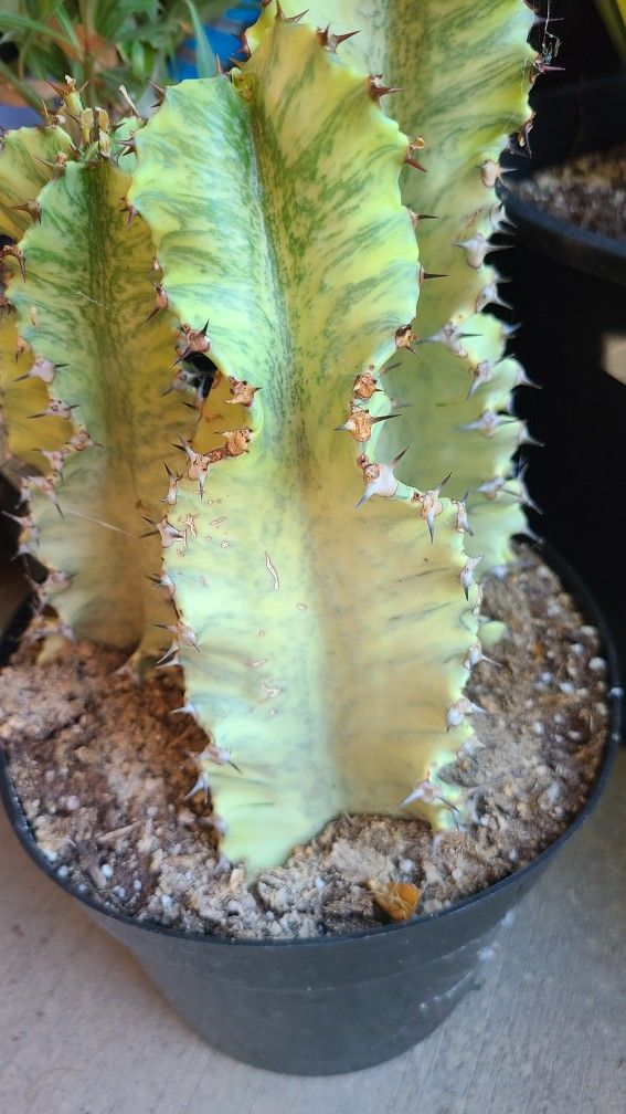 Moving Sale Want To Sell My Plants