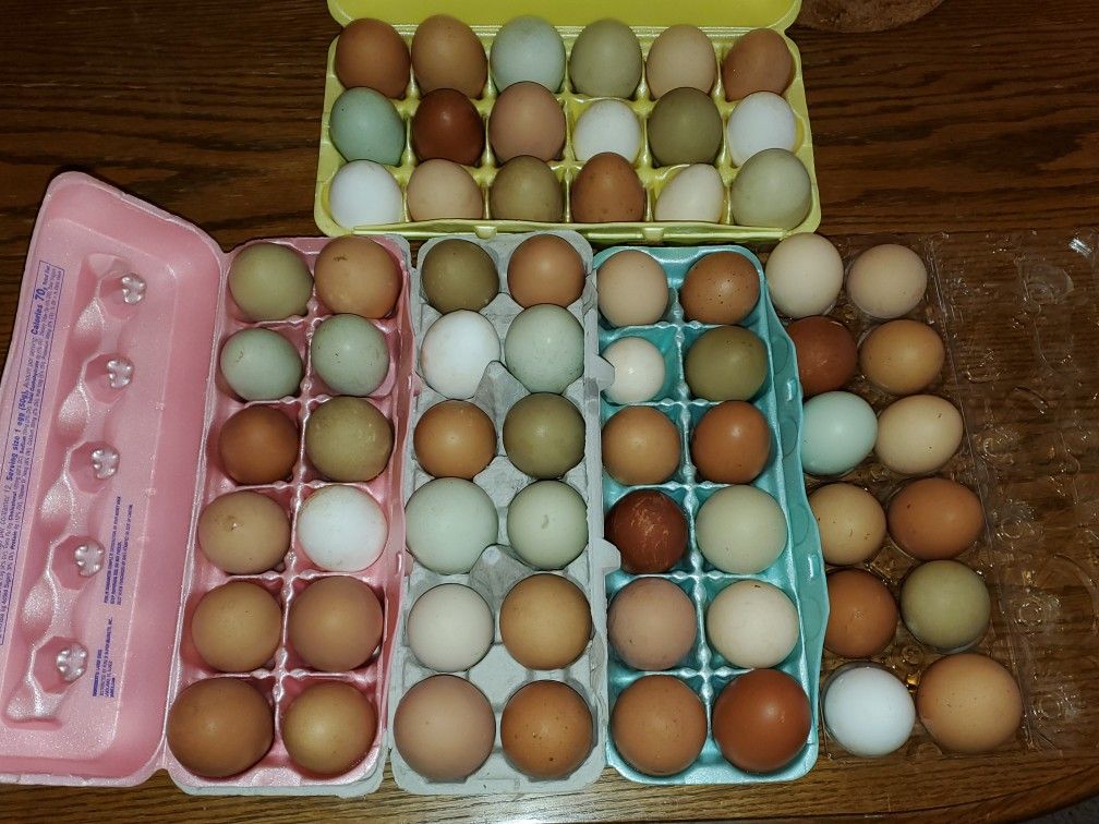 Fresh Eggs
