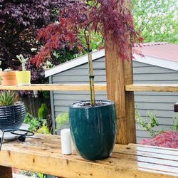 Live outdoor Japanese Maple Crimson Queen Laceleaf tree plant in a ceramic planter flower pot—firm price