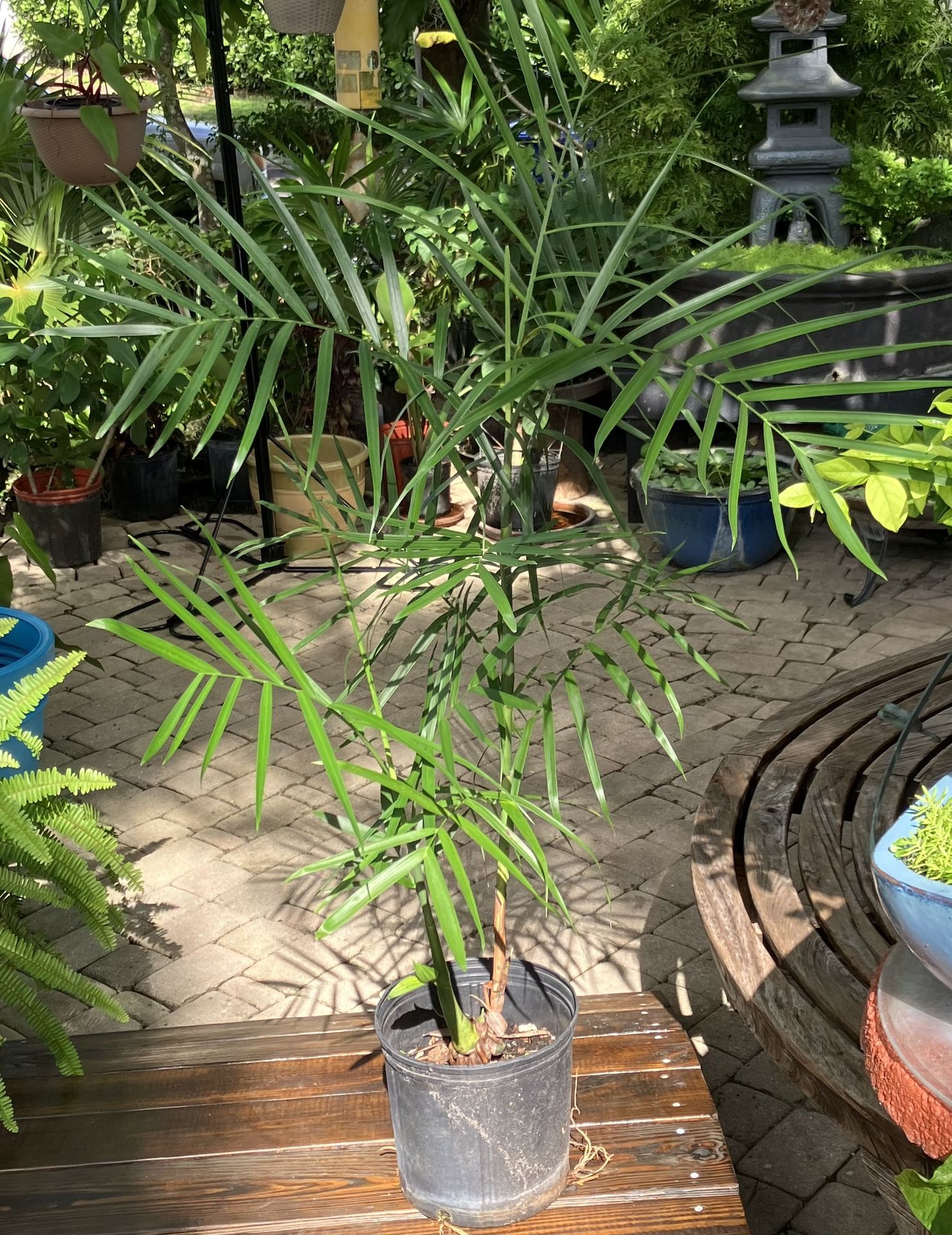 3’ Bamboo Palms (not bamboo)