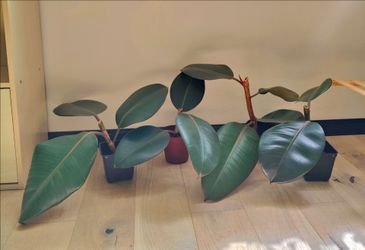 Ficus elastica 'Burgundy' Dark Green Rubber Plant