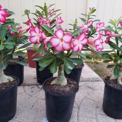 Nice Desert Roses Beautiful Colors
