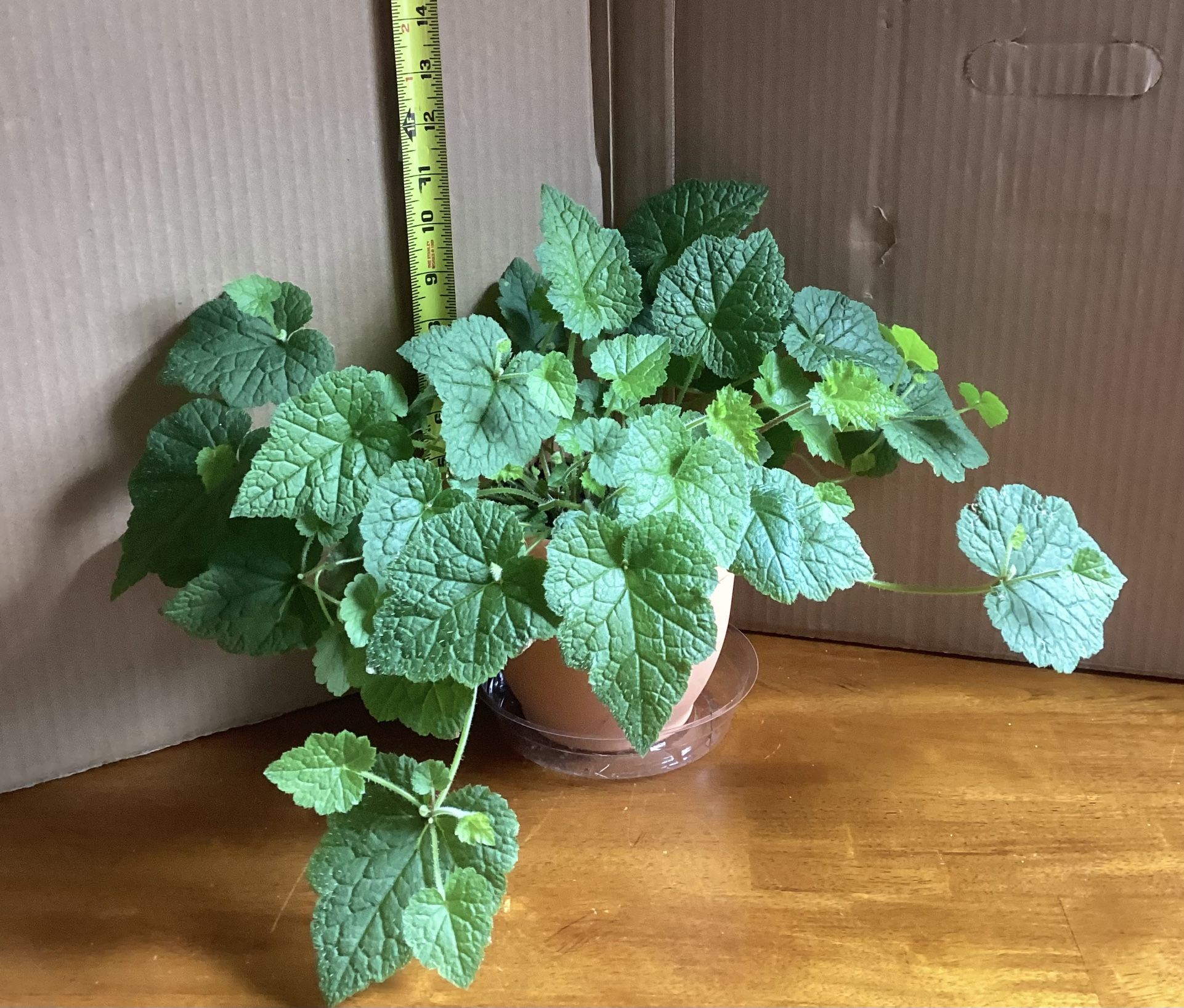 Piggyback Houseplant