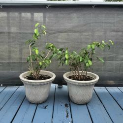 Ficus Indoor Outoor Plant