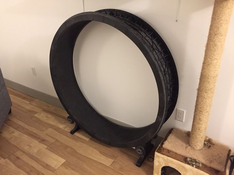 Cat Wheel One Fast Cat Exercise Wheel