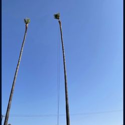 Trees