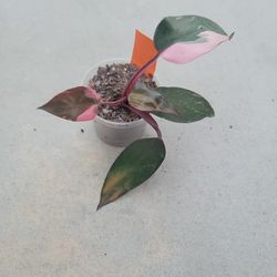 Philodendron Pink Princess 