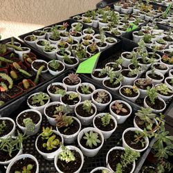 SUCCULENTS. …$1…$1…$1…$1…$1…$1. AND OTHERS PRICED FROM $2 To $6