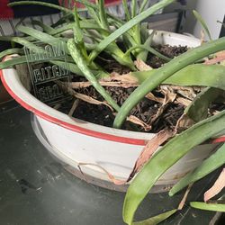 Large Aloe Plant In Distressed Wash Basin 