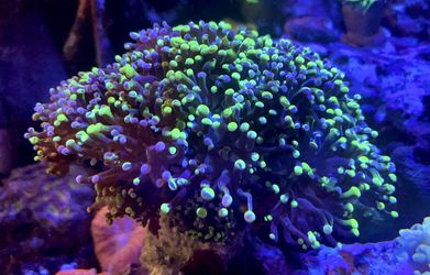 Green / Purple “Splatter” Frogspawn Coral 