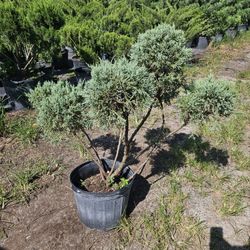pompom  juniper topiary Cone spiral balls all sizes available  