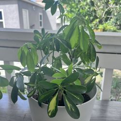 Umbrella Plant 