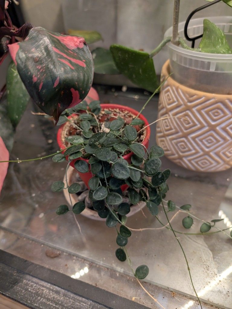 Hoya Serpens