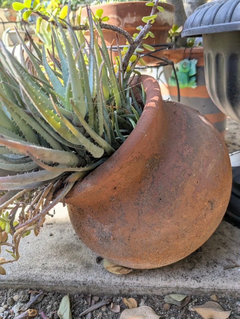 Succulent with Pot