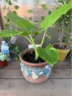 Elephant ear plant
