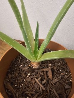 Aloe Vera Plant in Plastic Terra Cotta Pot