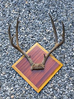Mounted Antlers