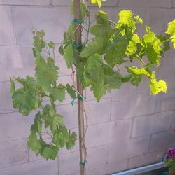Grape