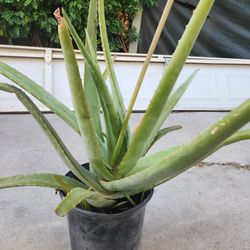 Aloe Vera Plant