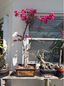 Bougainvillea bonsai